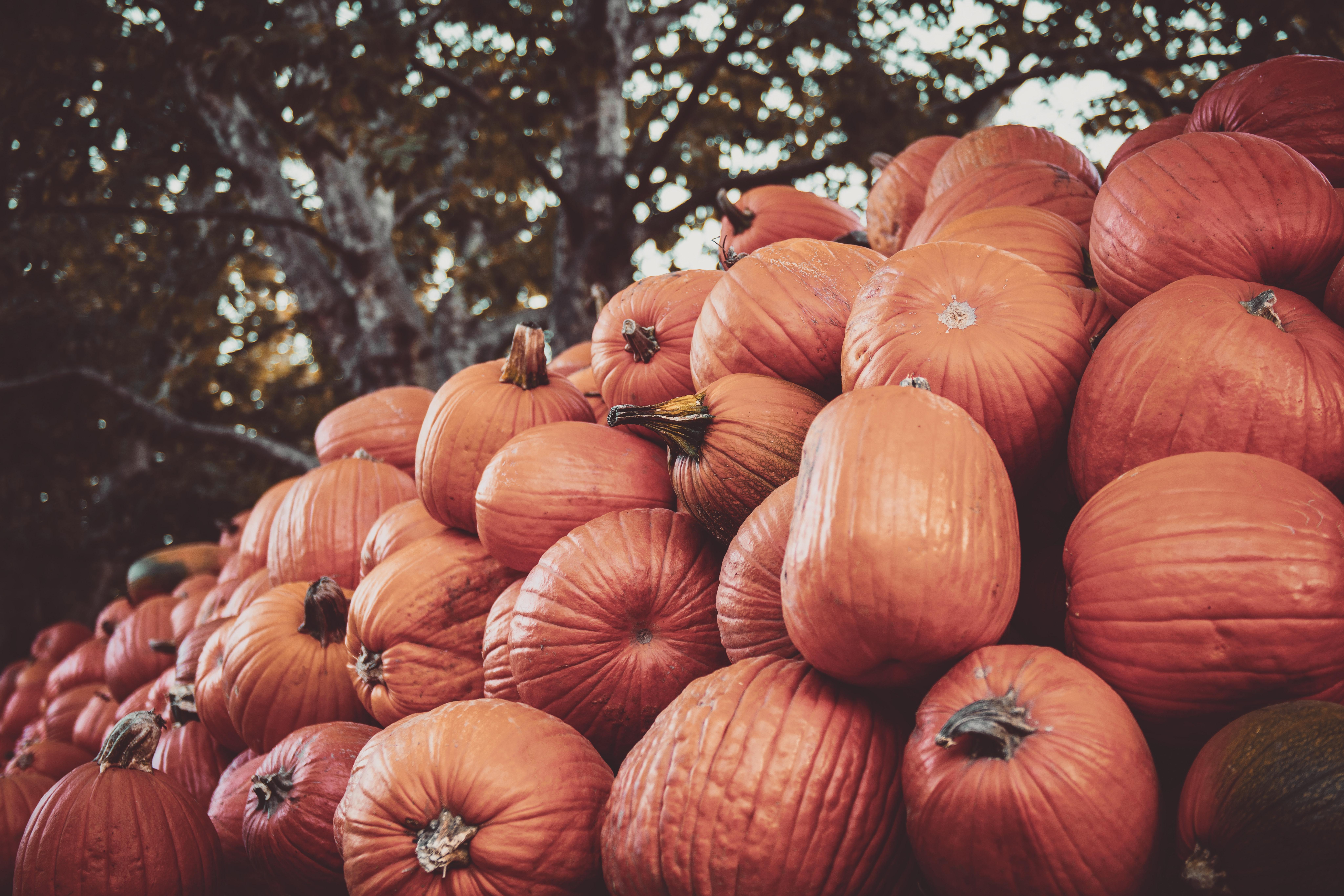 Halloween Pumpkin Carving Feature Image